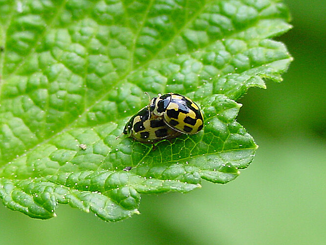 quatuordecimpunctata