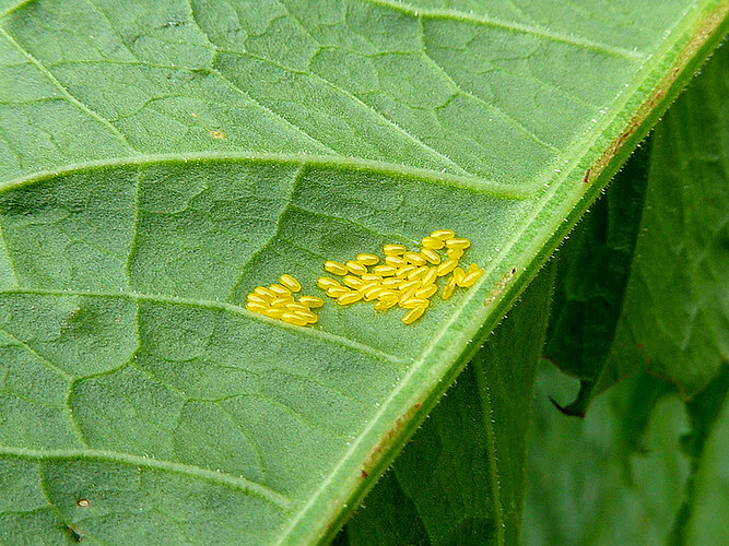 viridula