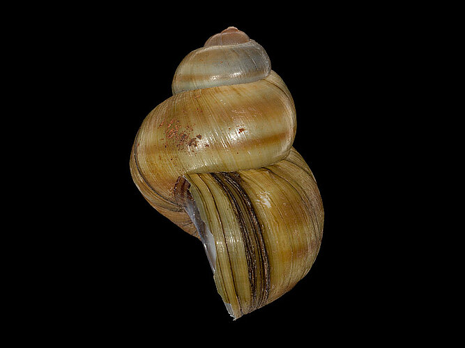 viviparus