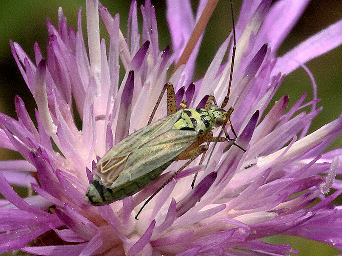 viridiflavus