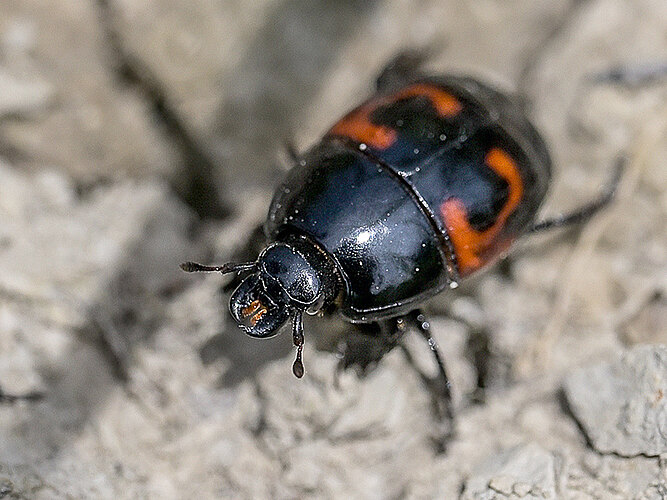 quadrimaculatus