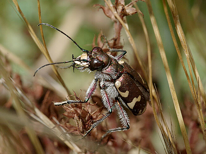 hybrida