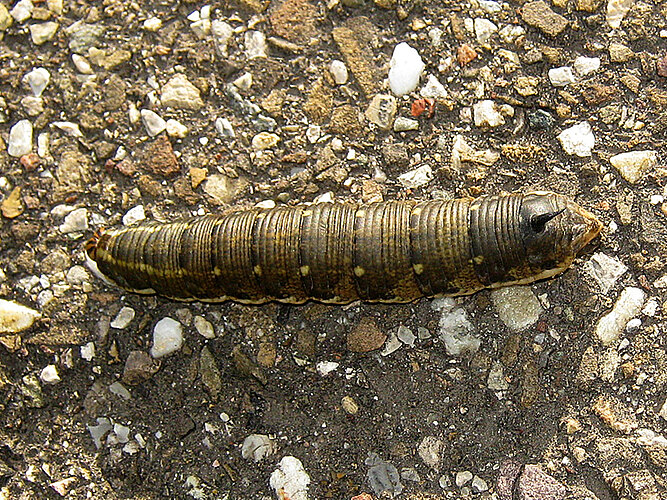 convolvuli