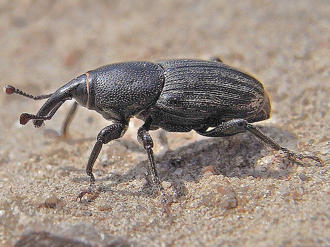 striatopunctatus