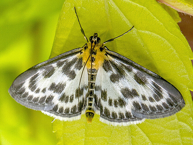 hortulata