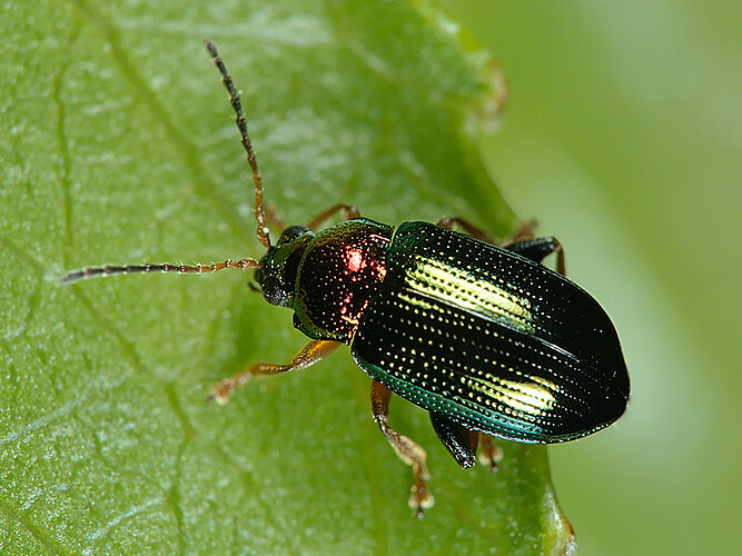 aurata