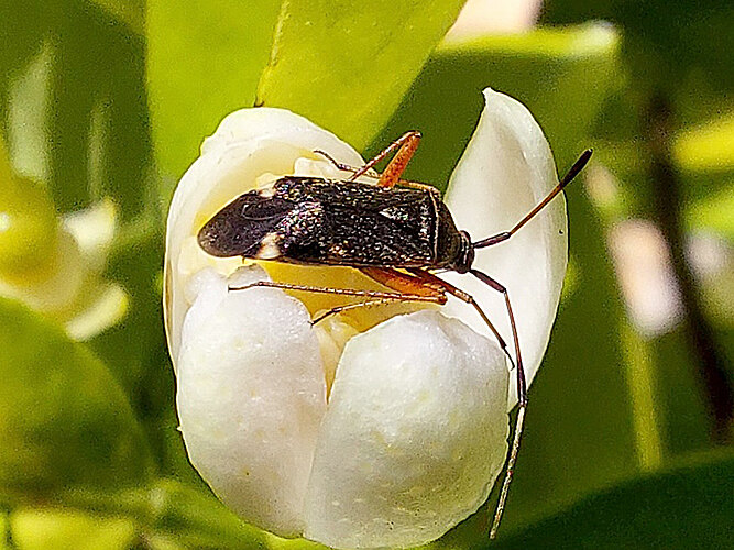 biclavatus