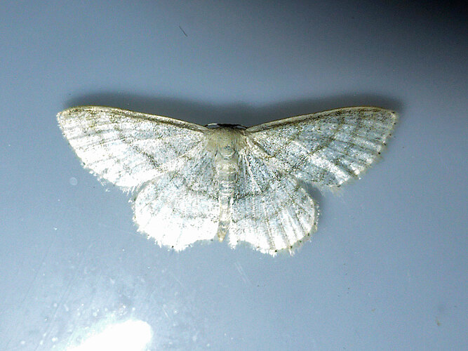 subsericeata