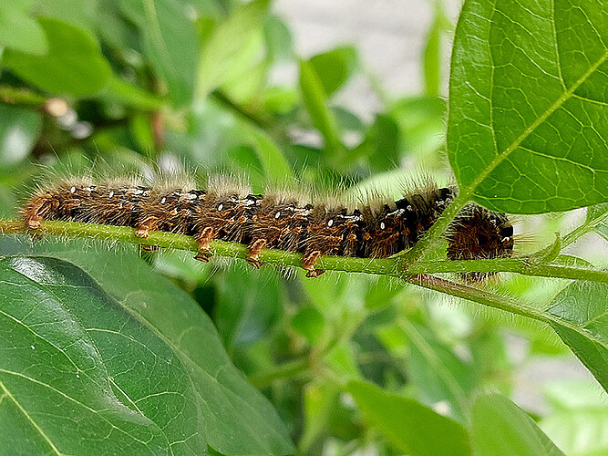 quercus