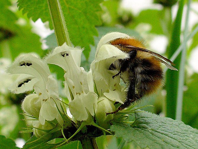 pascuorum