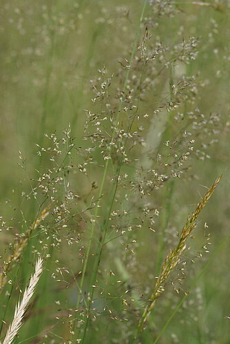 capillaris