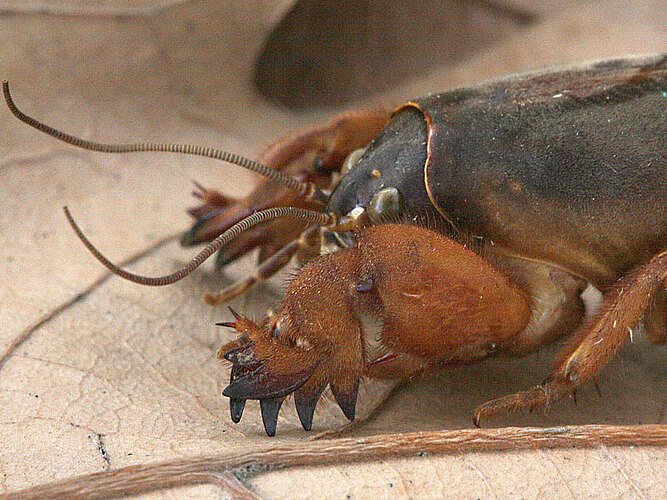 gryllotalpa