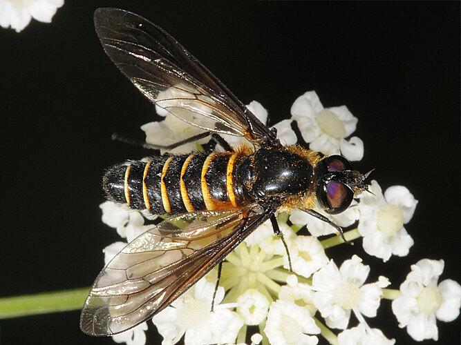 lateralis