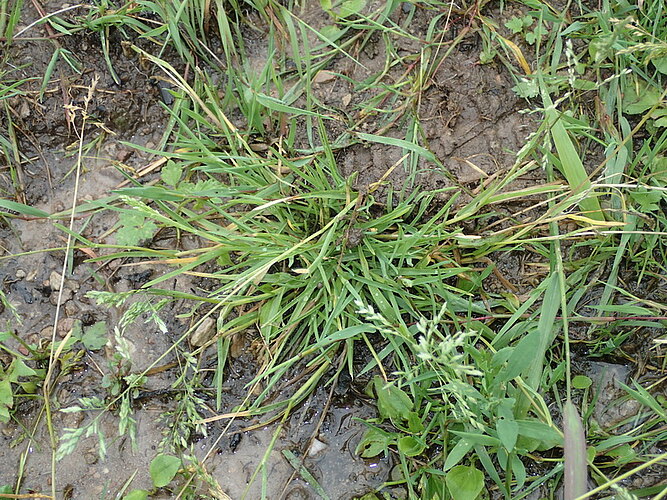 annua