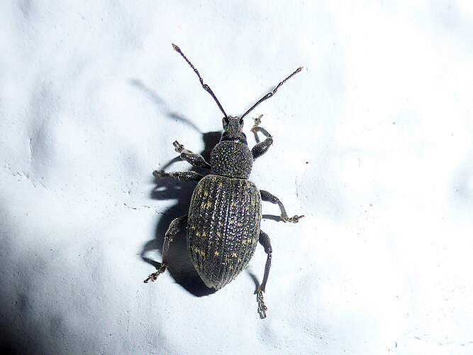 sulcatus