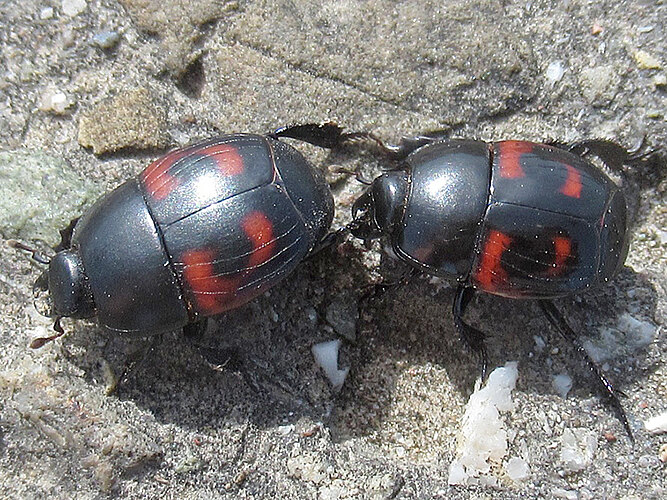 quadrimaculatus