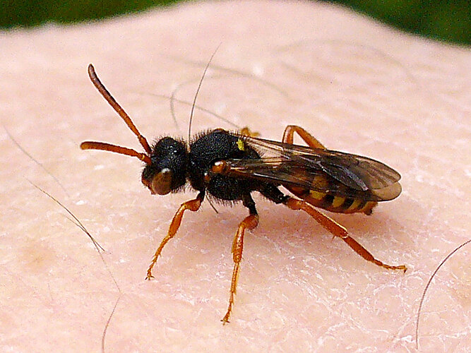 bifasciata