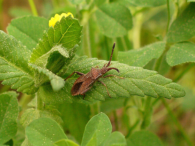 denticulatus