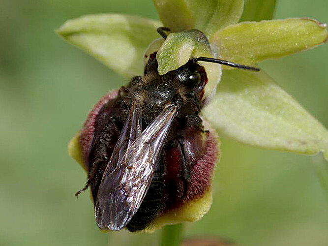 pilipes