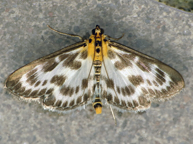 hortulata