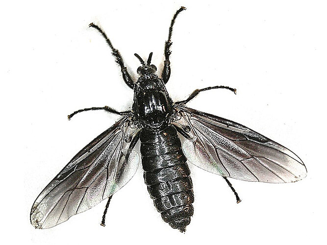 febrilis
