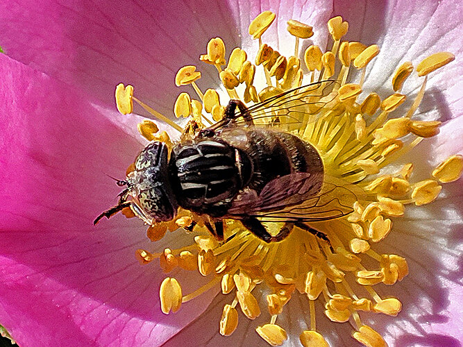 sepulcralis