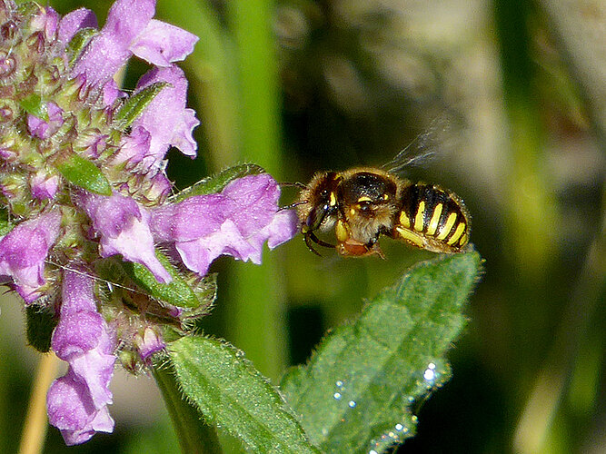 manicatum