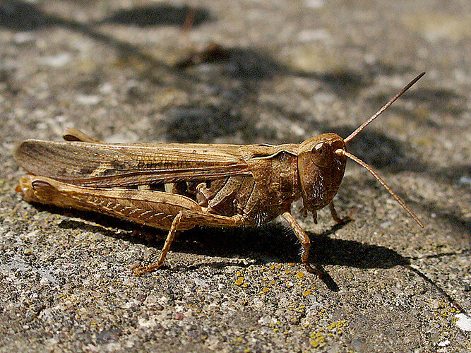 biguttulus