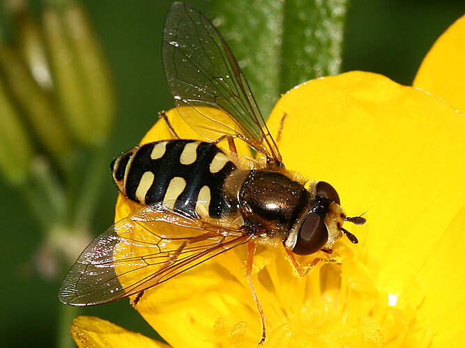 corollae