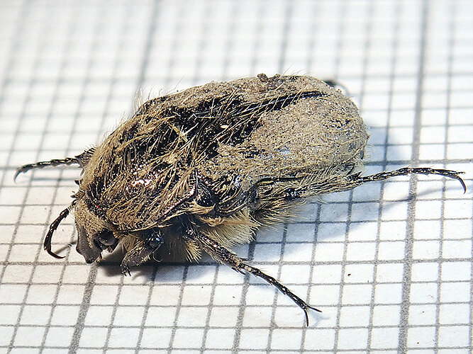 hirta