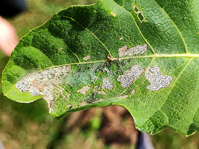 nemorana
