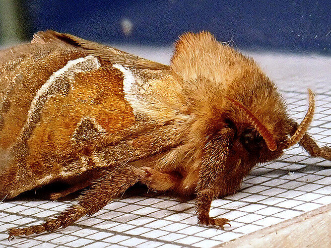 sylvina
