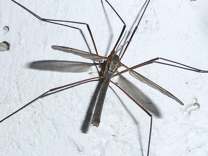 paludosa