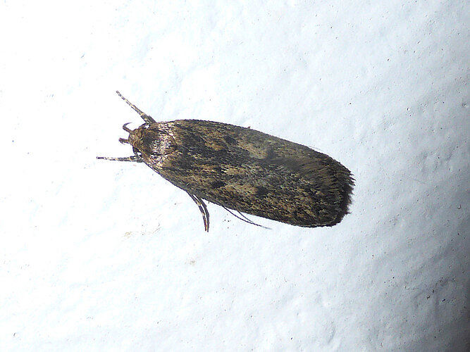 pseudospretella