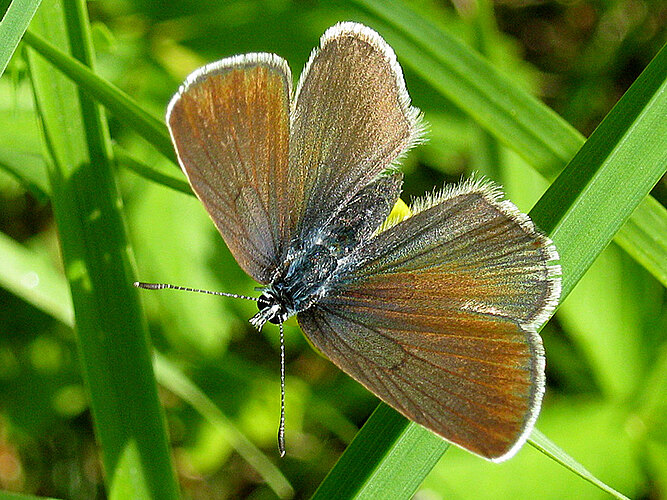semiargus