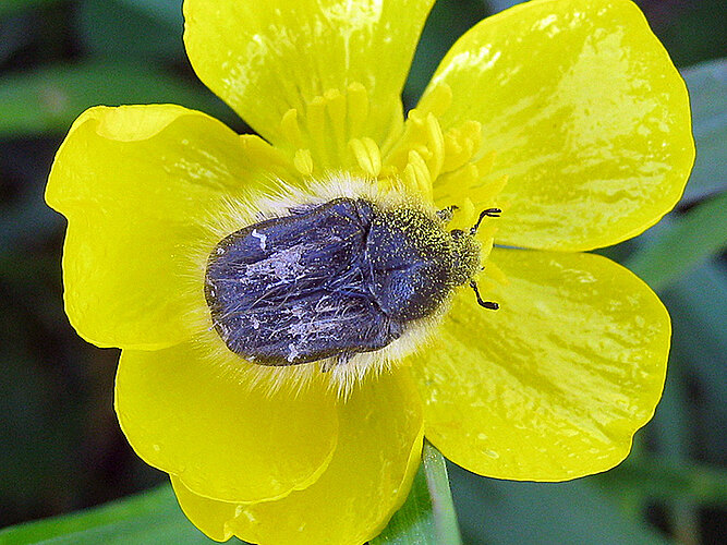 hirta