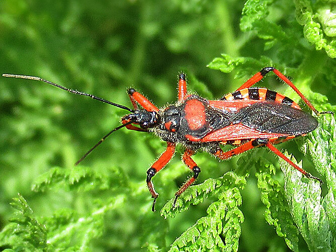 iracundus