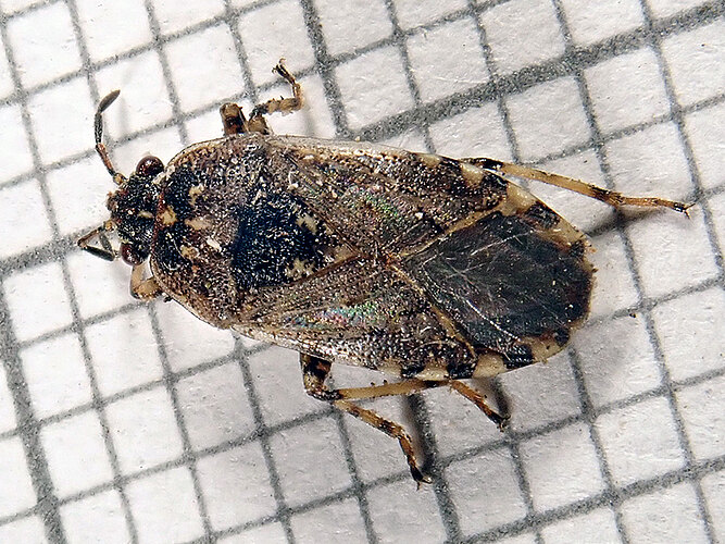 salviae