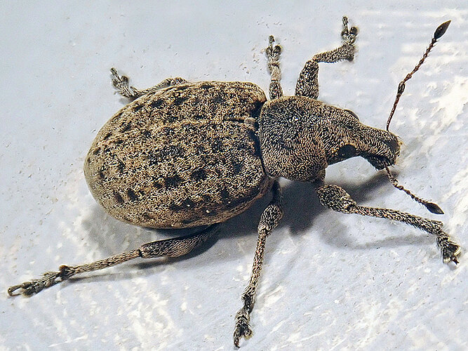 tessulatus
