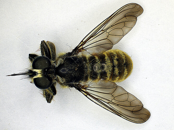 fimbriata