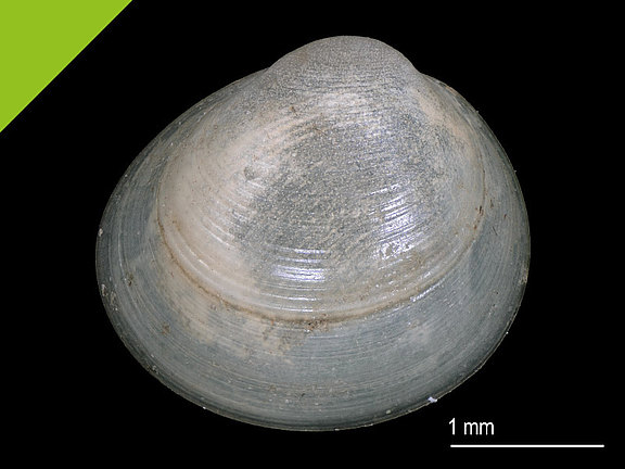 Schlüssel Pisidium_06 Naturportal Südwest Naturkundemuseum Stuttgart