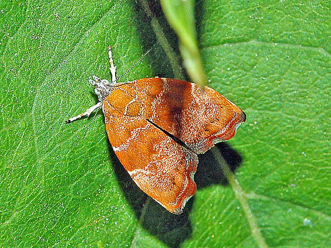nemorana