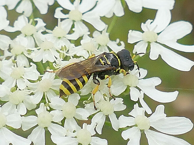 sp.