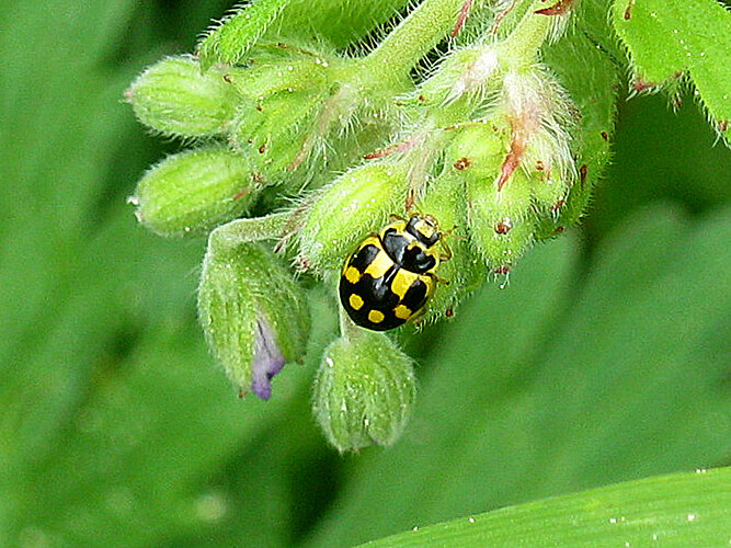 quatuordecimpunctata