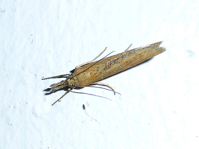 tristella