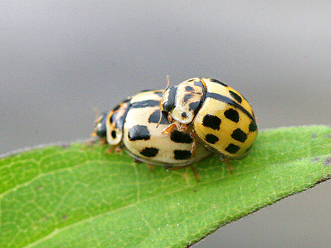 quatuordecimpunctata
