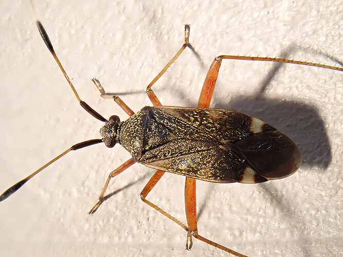 biclavatus