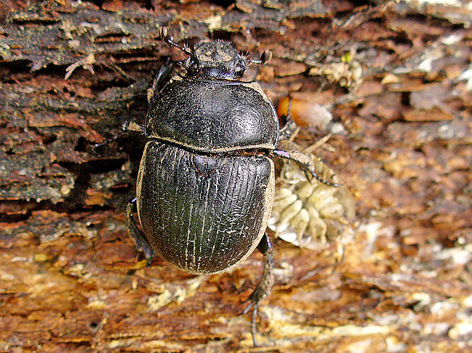 stercorosus