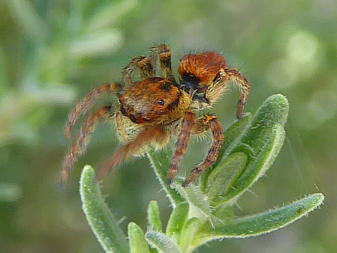 xanthogramma