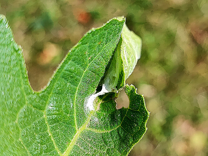 nemorana